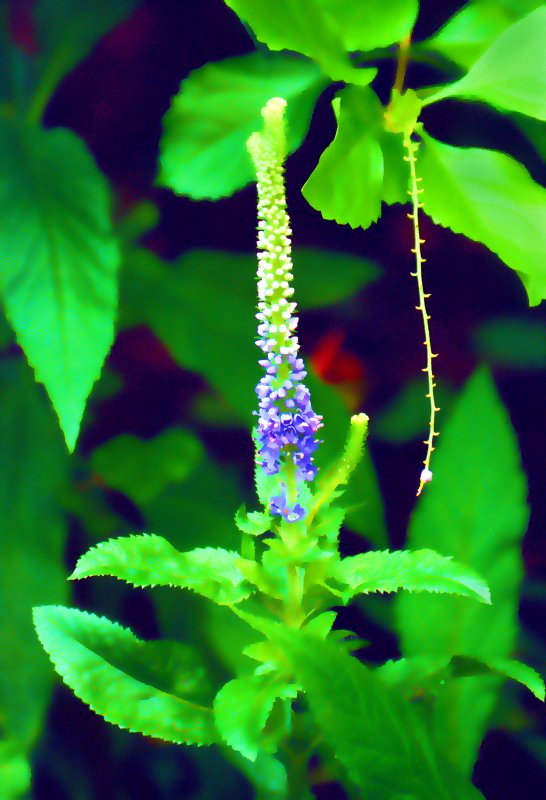 A flower blooms at the zoo - by Tony Karp