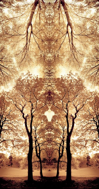 Message from the trees - by Tony Karp