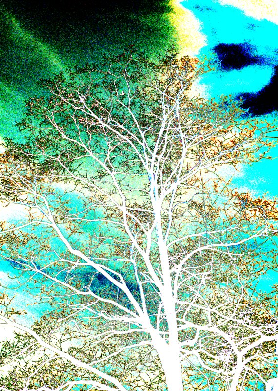 White Roslyn tree - by Tony Karp