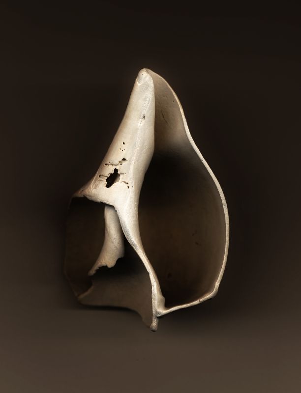 Broken shell - by Tony Karp