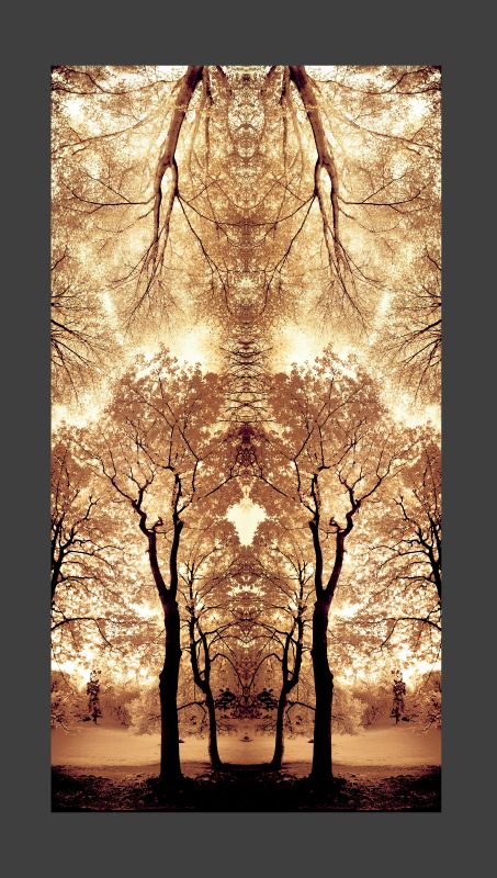 Message from the trees - by Tony Karp