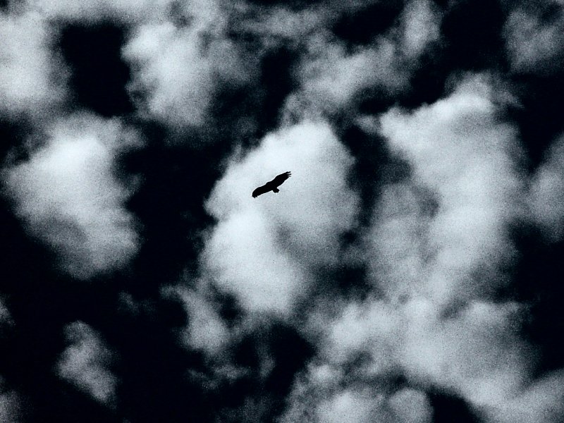 A bird in the clouds in Spain - by Tony Karp